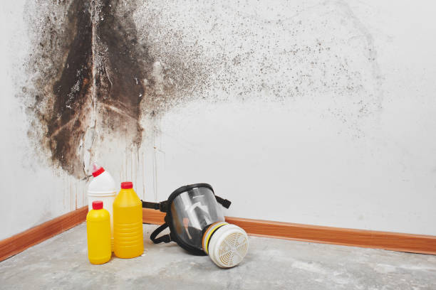 Best Attic Mold Removal  in Spring Ridge, MD